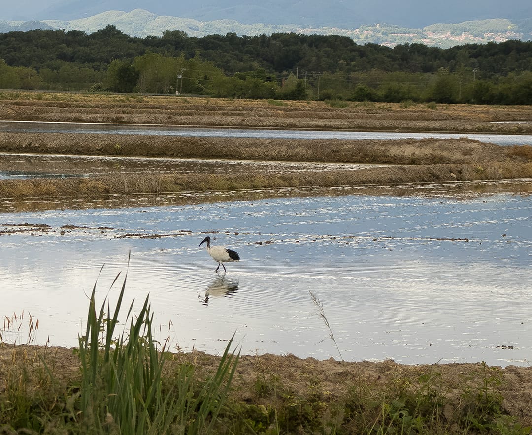 coltivazione riso DOP