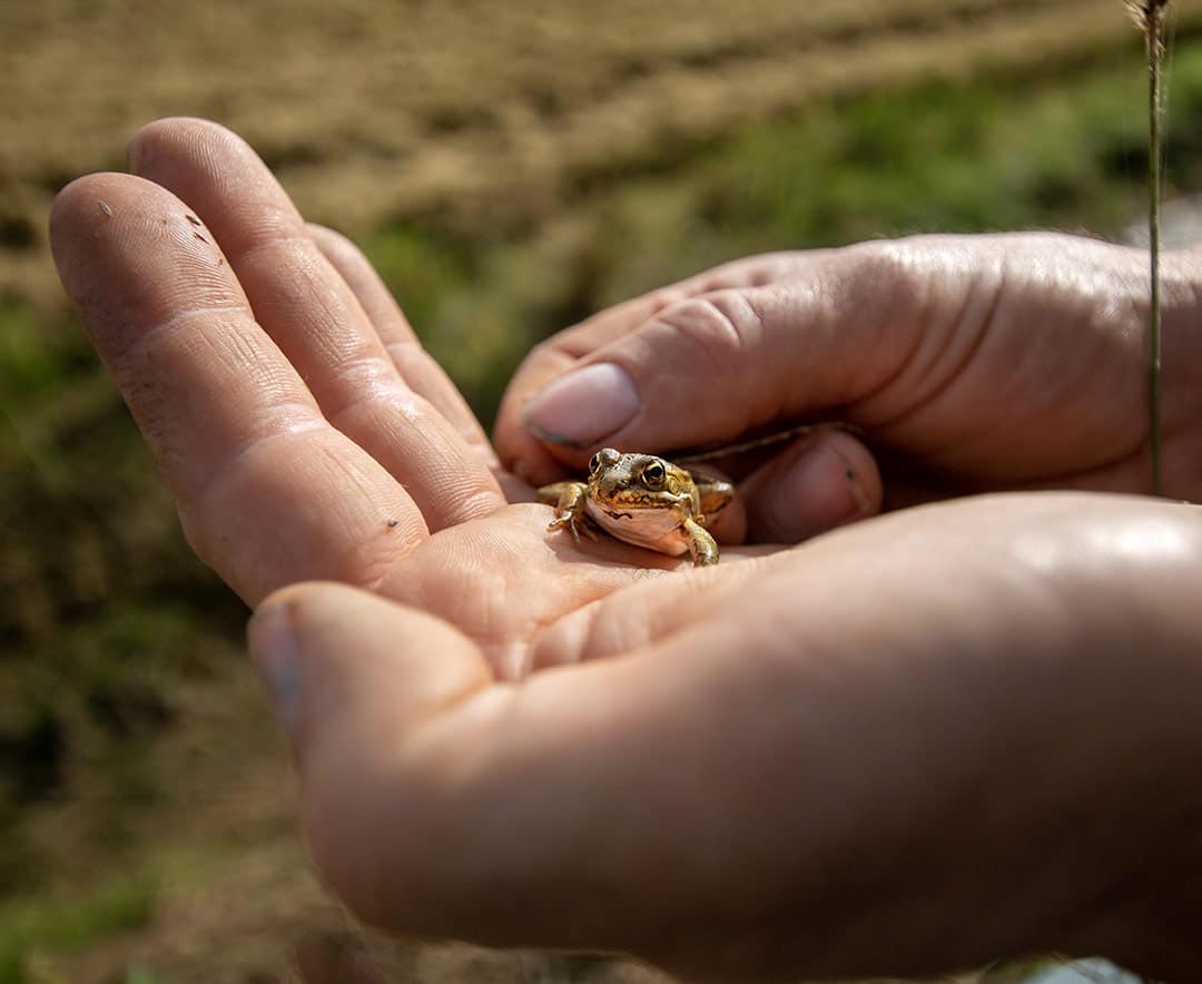 produttore di riso sostenibile
