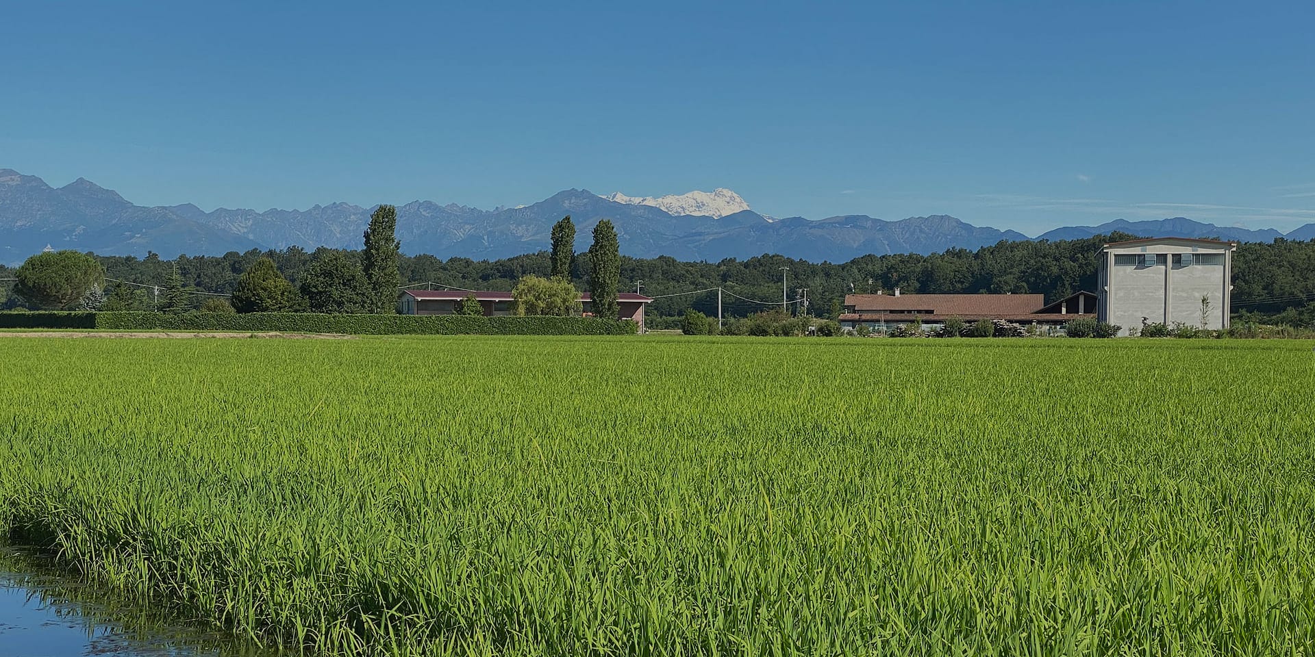 produzione tradizionale del riso carnaroli - risaie biellesi vercellesi