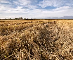 risaia coltivazione del riso