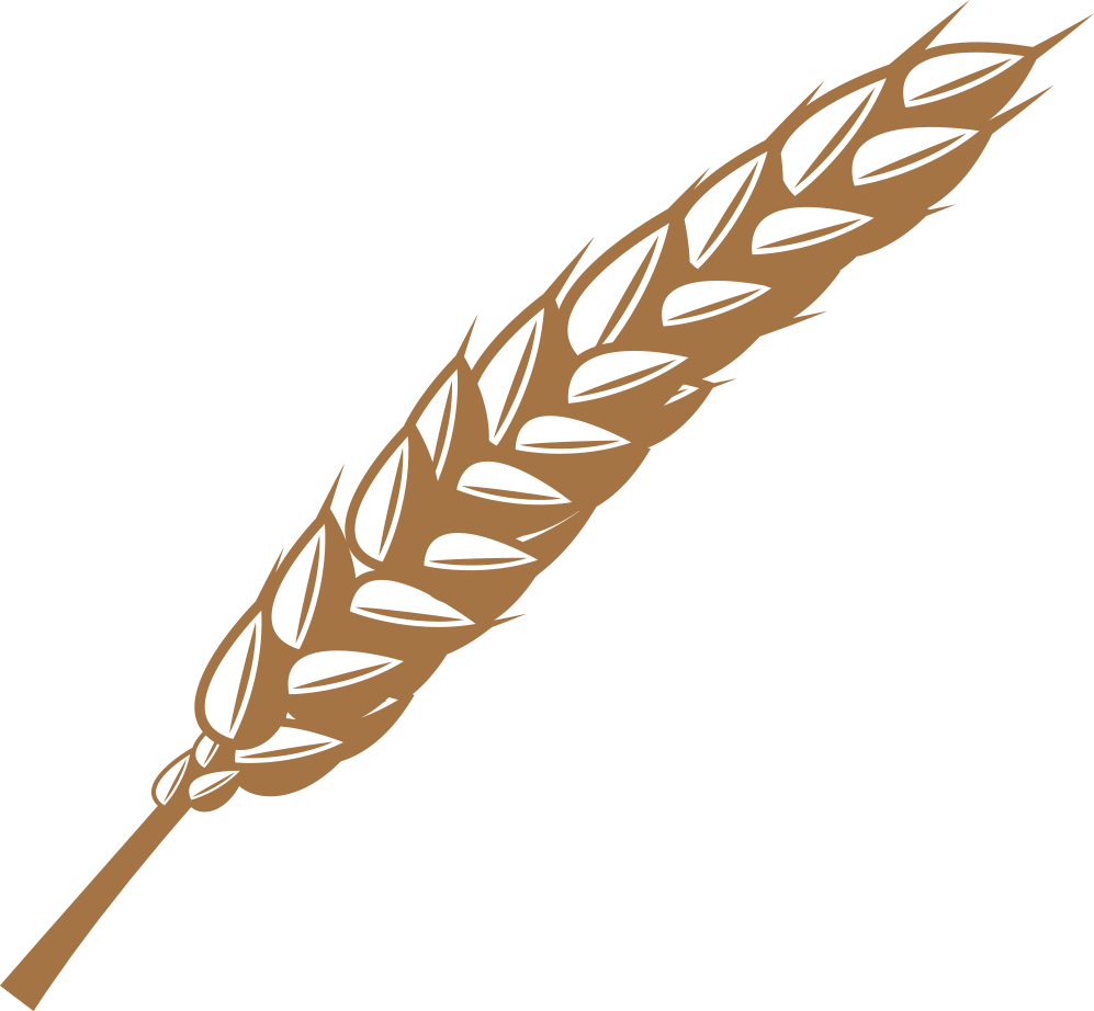 spiga coltivazione del riso